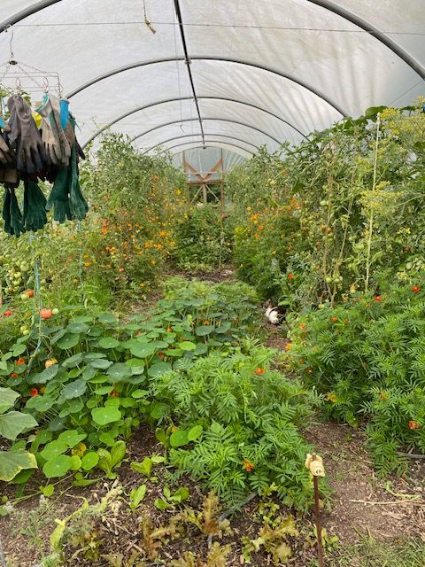 The polytunnel in mid-summer